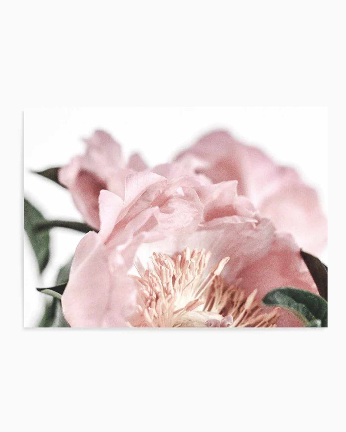 Peonies II Art Print