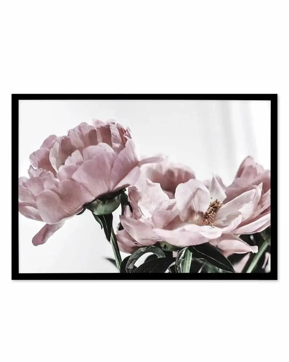 Peonies | LS Art Print from Olive et Oriel where you can shop wallpaper and artworks online