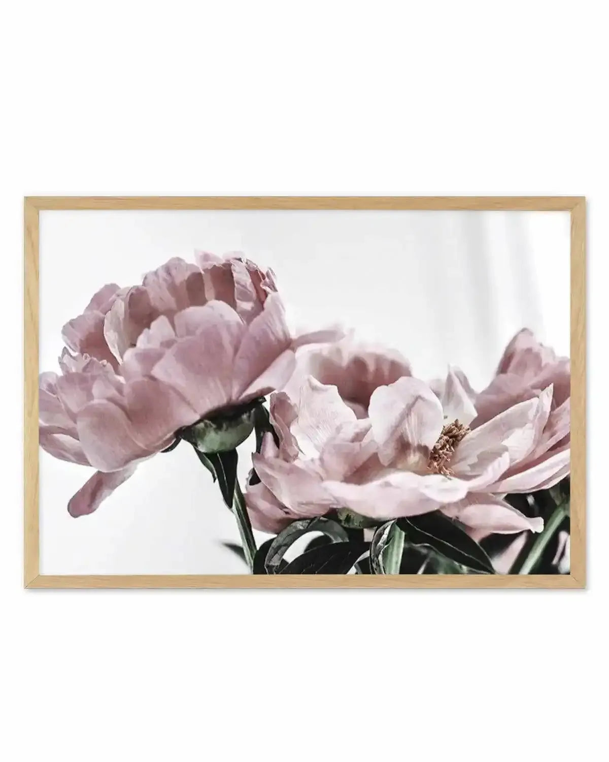 Peonies | LS Art Print from Olive et Oriel where you can shop wallpaper and artworks online
