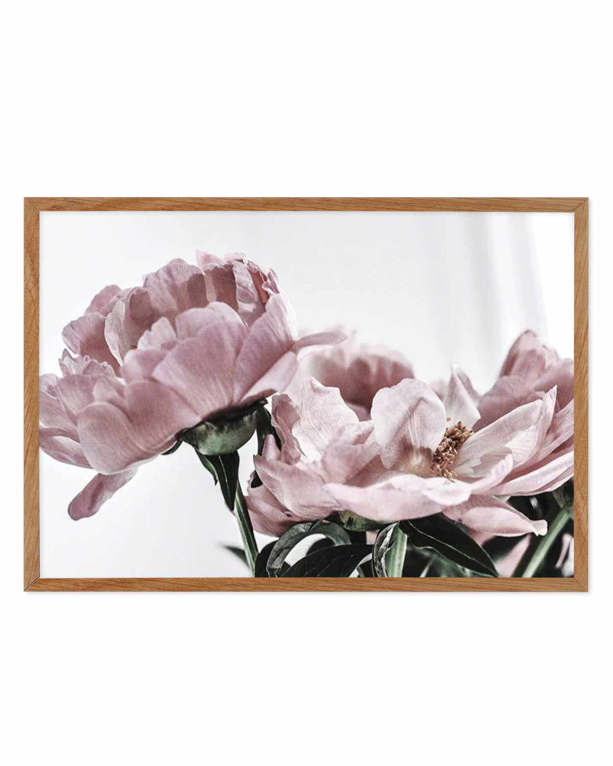 Peonies | LS Art Print