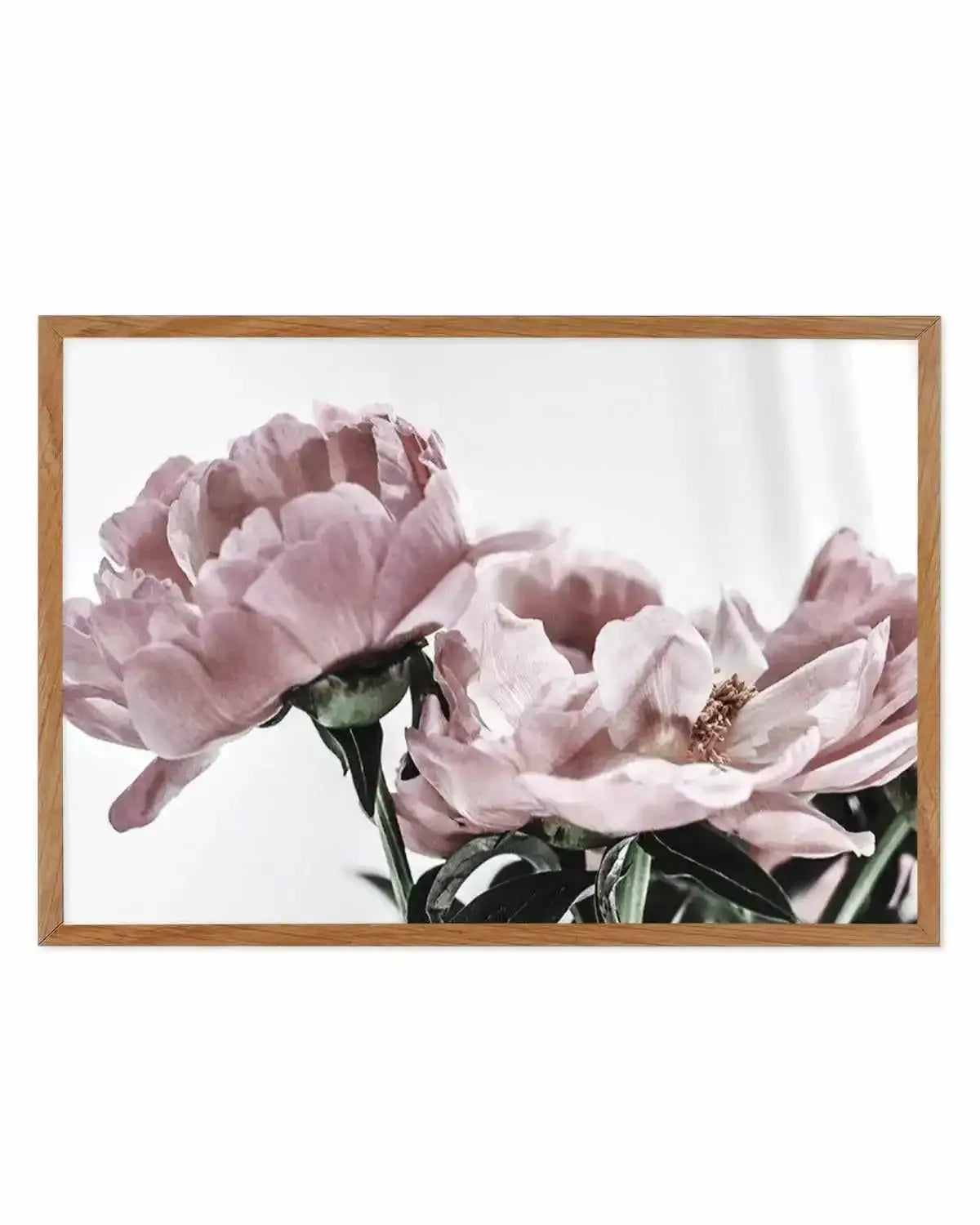 Peonies | LS Art Print from Olive et Oriel where you can shop wallpaper and artworks online