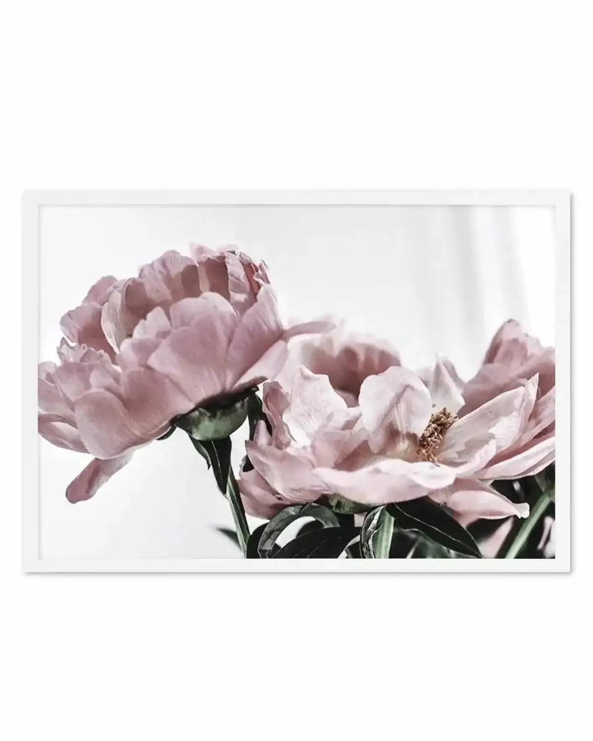 Peonies | LS Art Print from Olive et Oriel where you can shop wallpaper and artworks online
