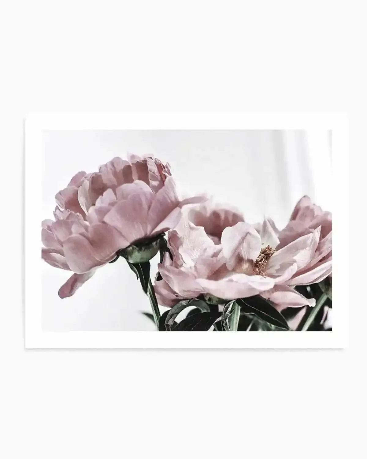 Peonies | LS Art Print from Olive et Oriel where you can shop wallpaper and artworks online