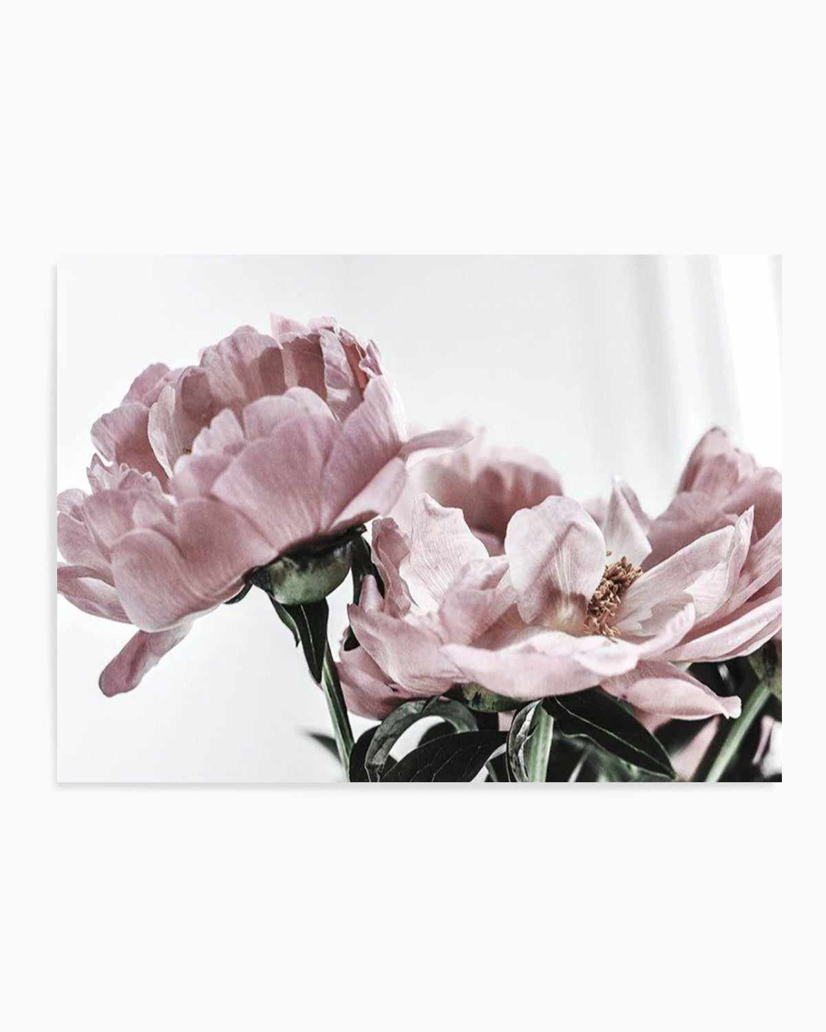 Peonies | LS Art Print