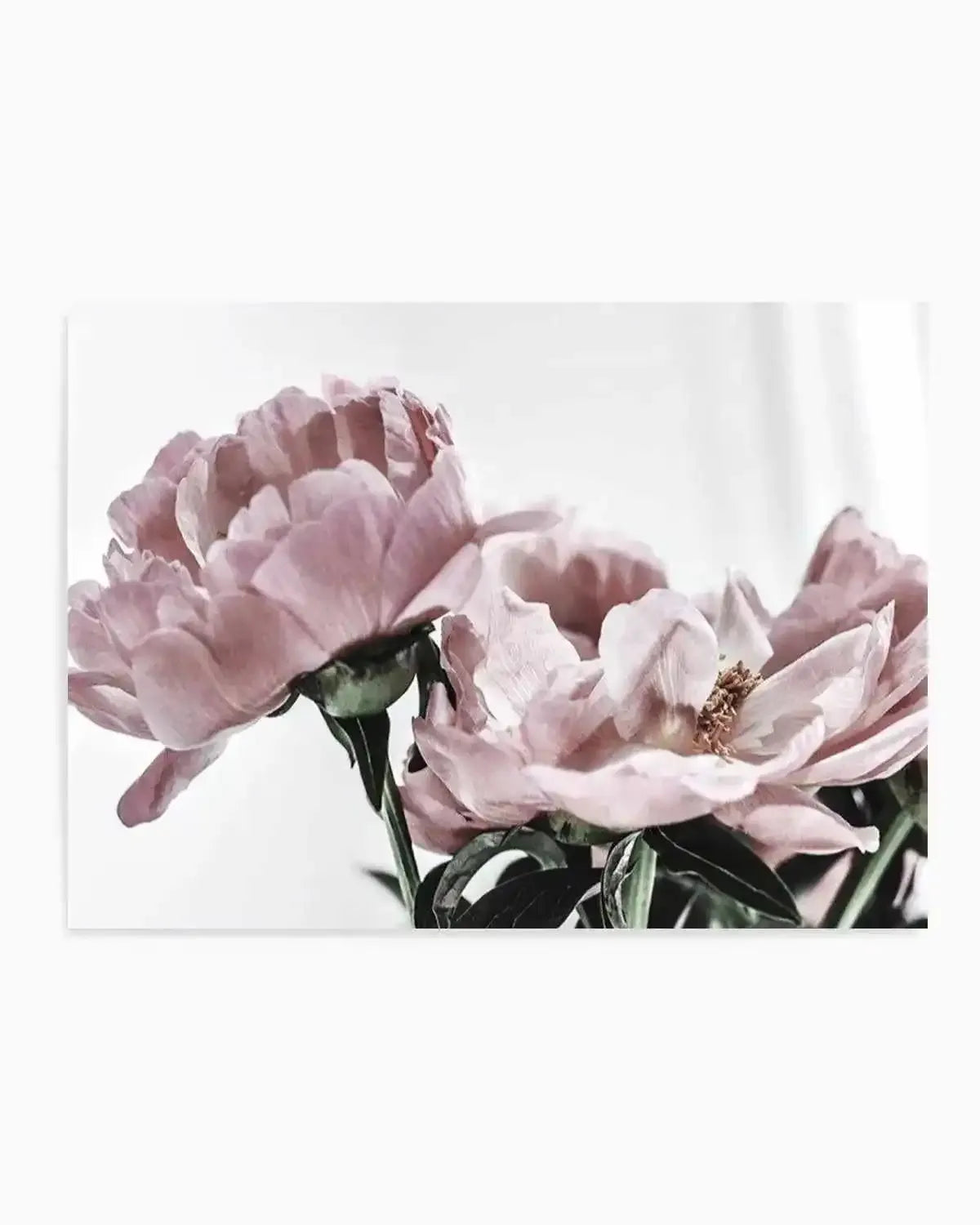 Peonies | LS Art Print from Olive et Oriel where you can shop wallpaper and artworks online