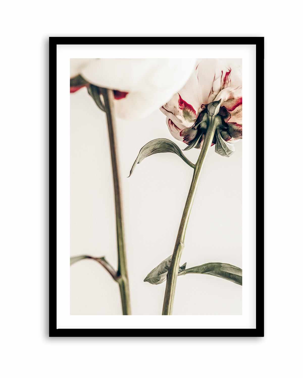 Peony 01 By Studio III | Art Print from Olive et Oriel where you can shop wallpaper and artworks online