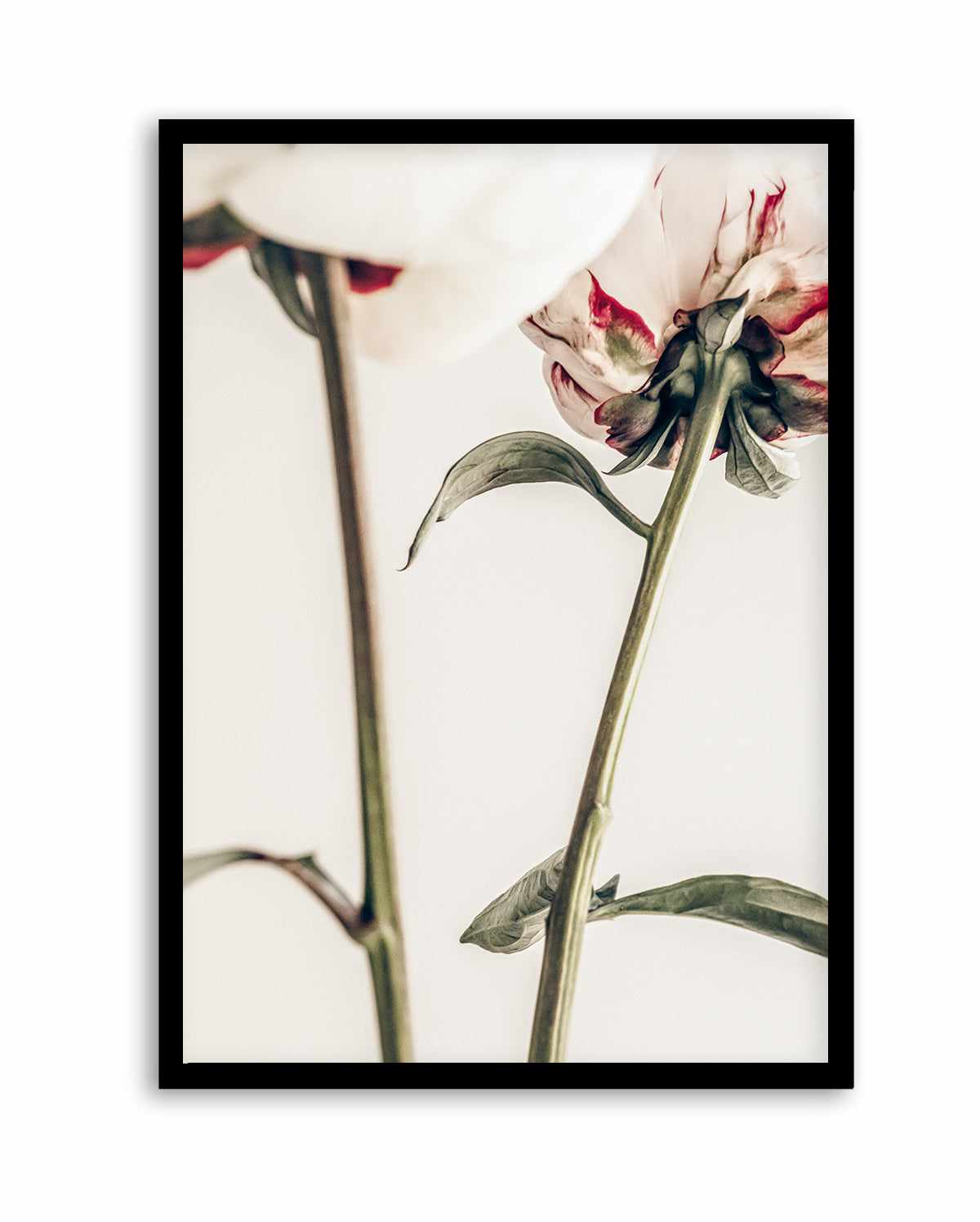Peony 01 By Studio III | Art Print from Olive et Oriel where you can shop wallpaper and artworks online