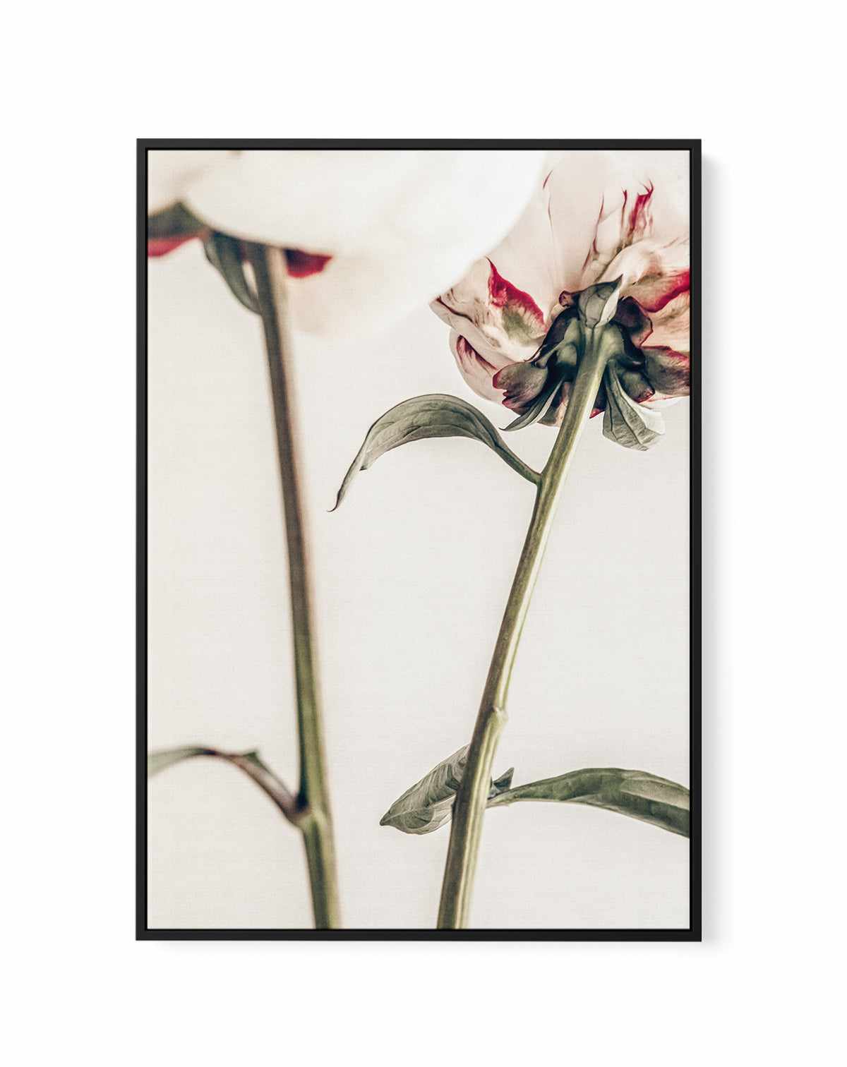 Peony 01 By Studio III | Framed Canvas Art Print