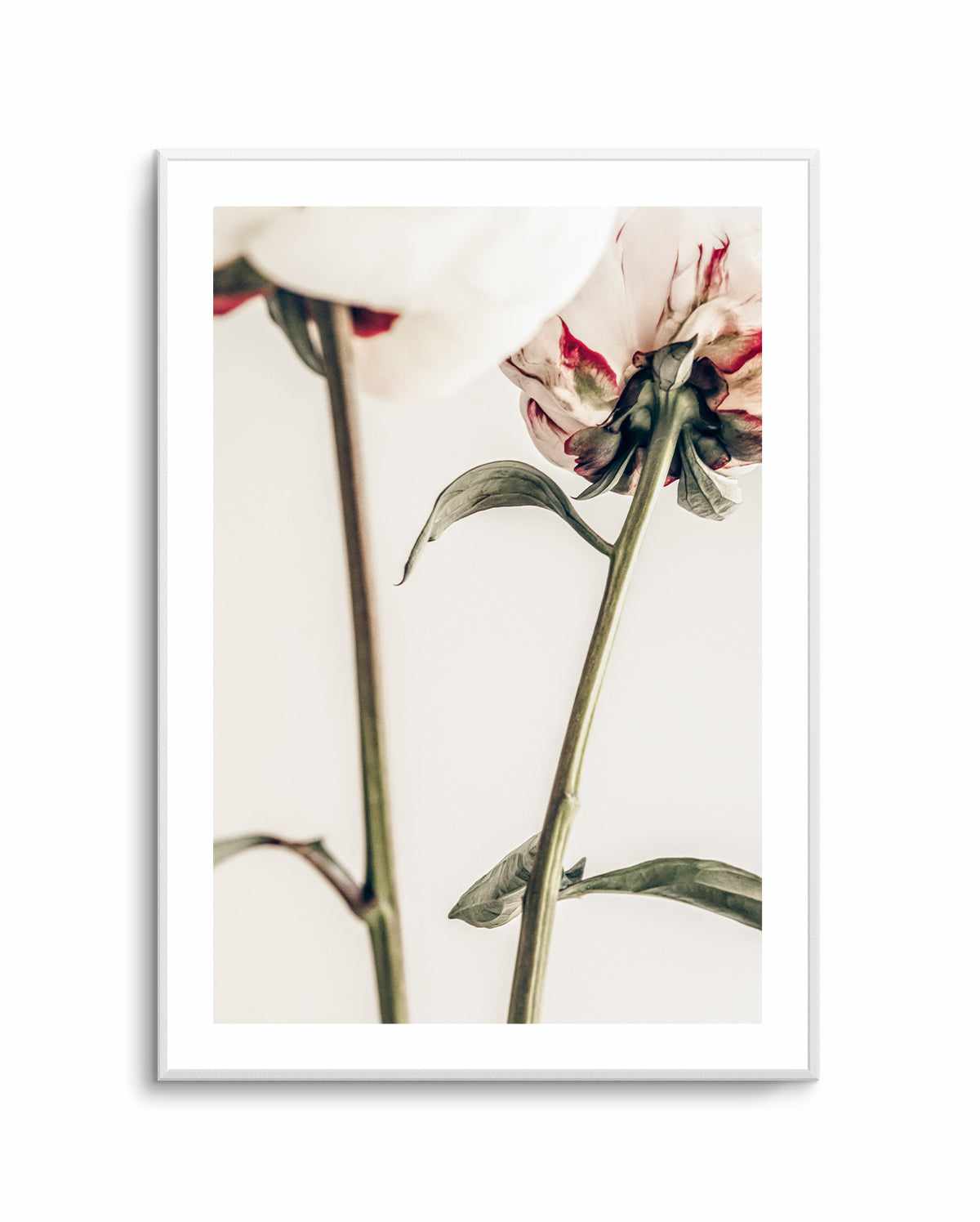 Peony 01 By Studio III | Art Print