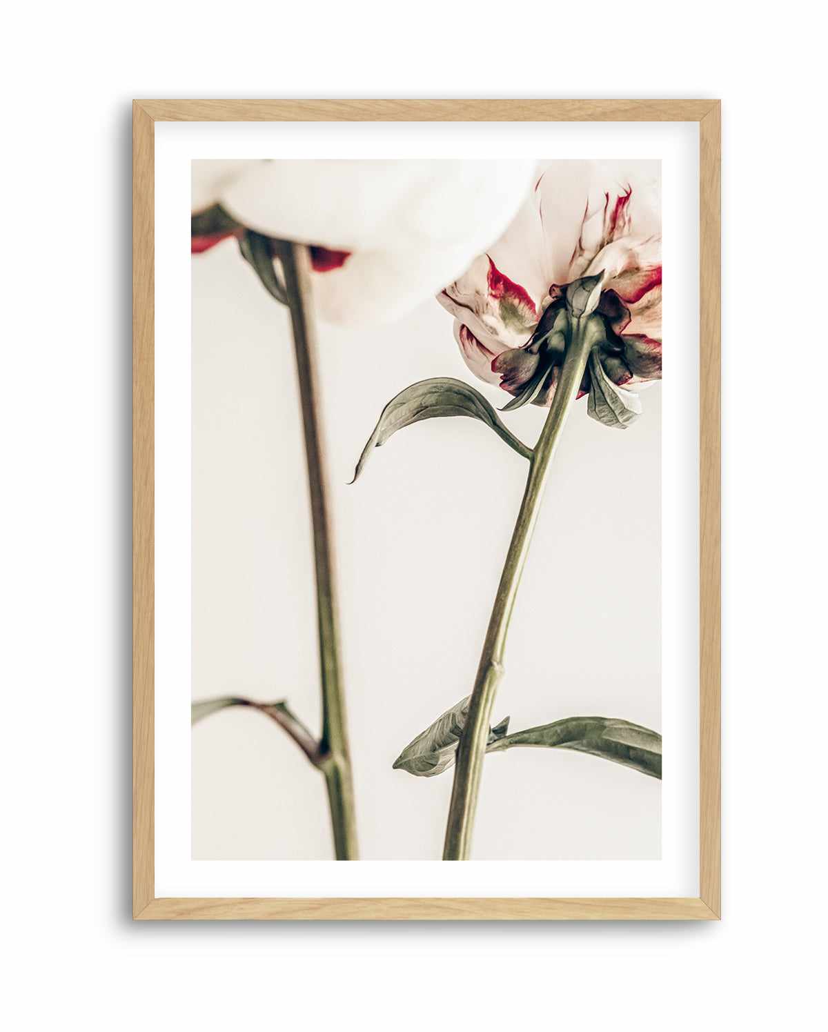 Peony 01 By Studio III | Art Print from Olive et Oriel where you can shop wallpaper and artworks online