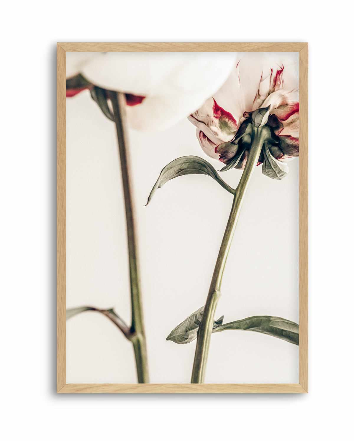 Peony 01 By Studio III | Art Print from Olive et Oriel where you can shop wallpaper and artworks online