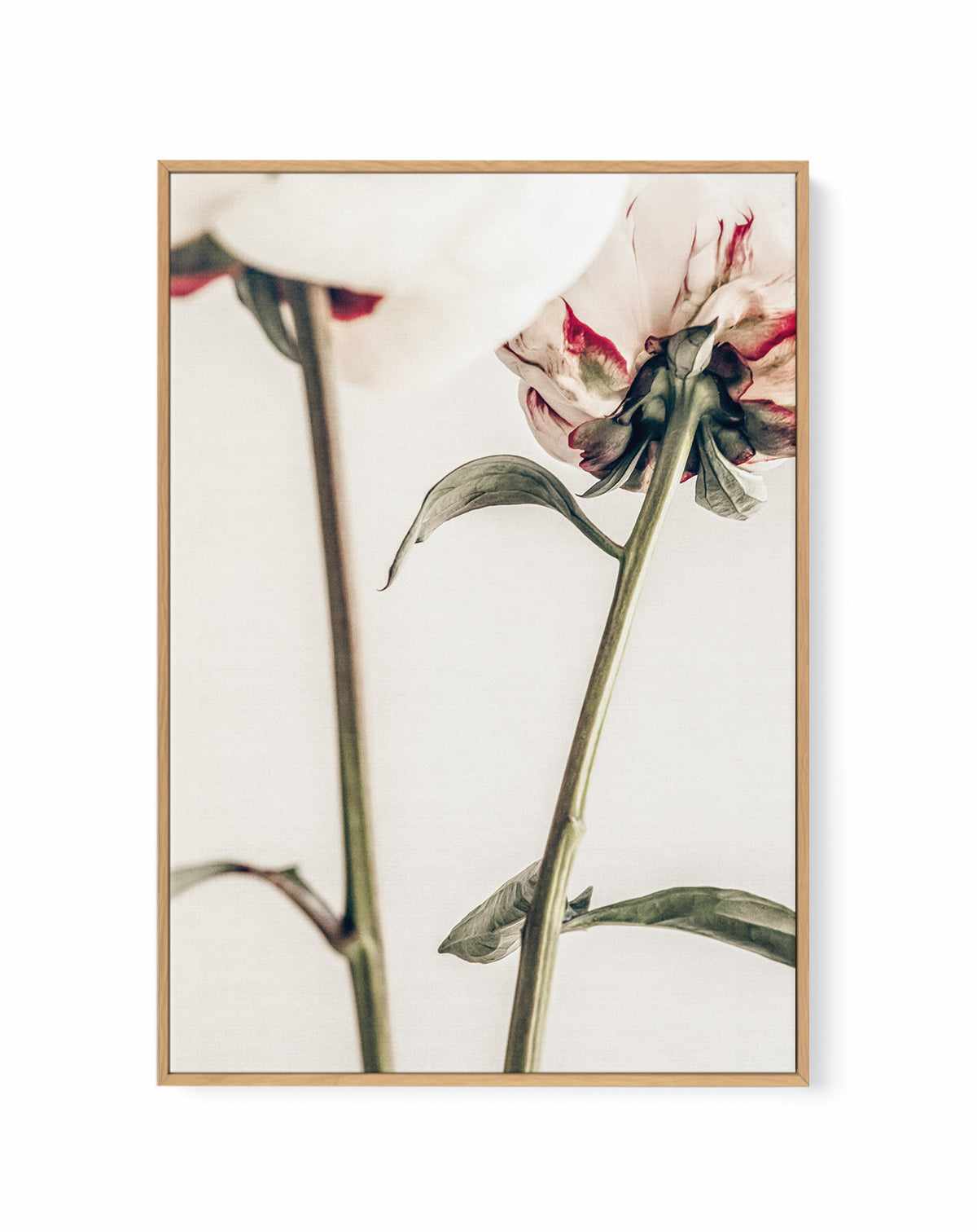 Peony 01 By Studio III | Framed Canvas Art Print