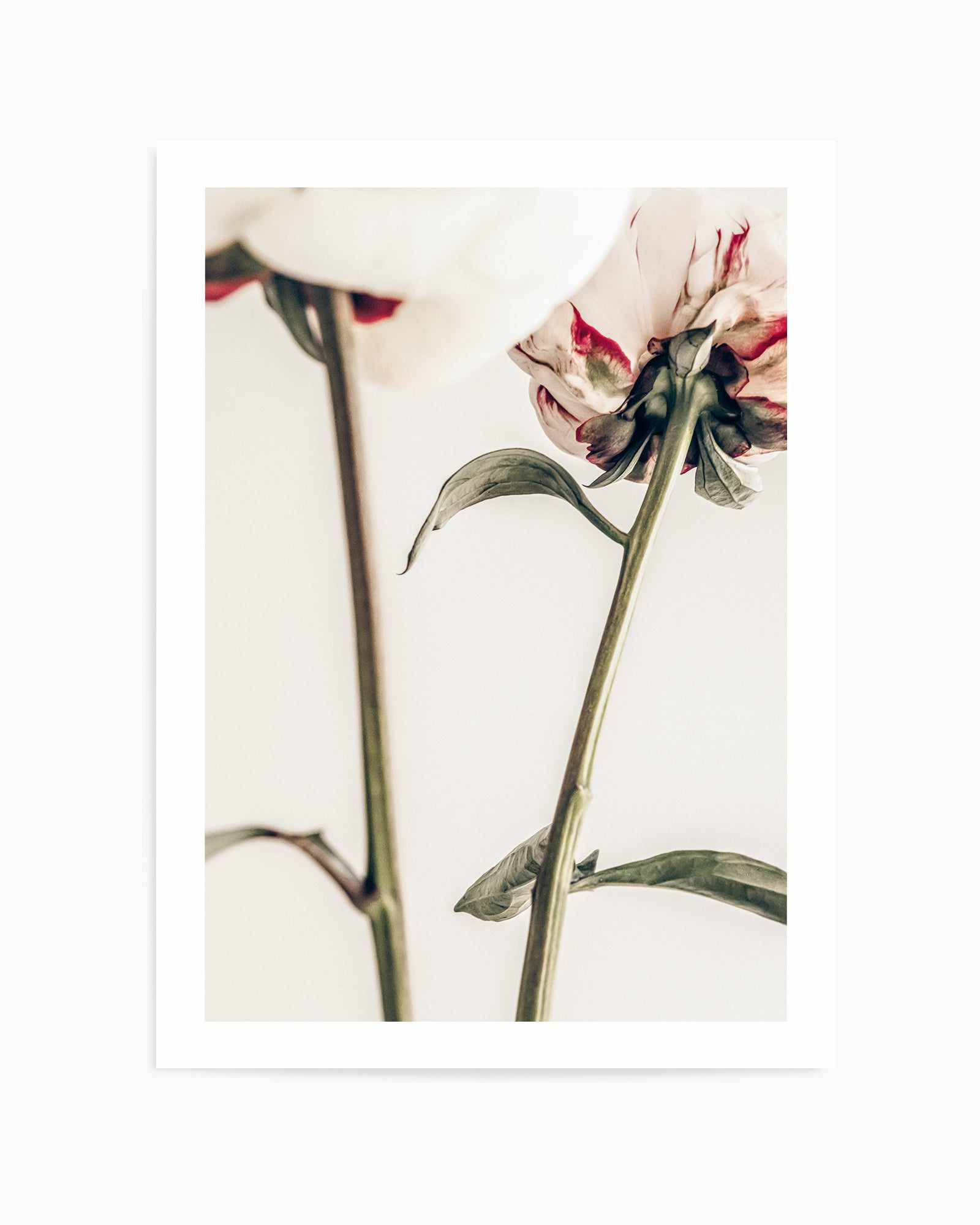 Peony 01 By Studio III | Art Print from Olive et Oriel where you can shop wallpaper and artworks online