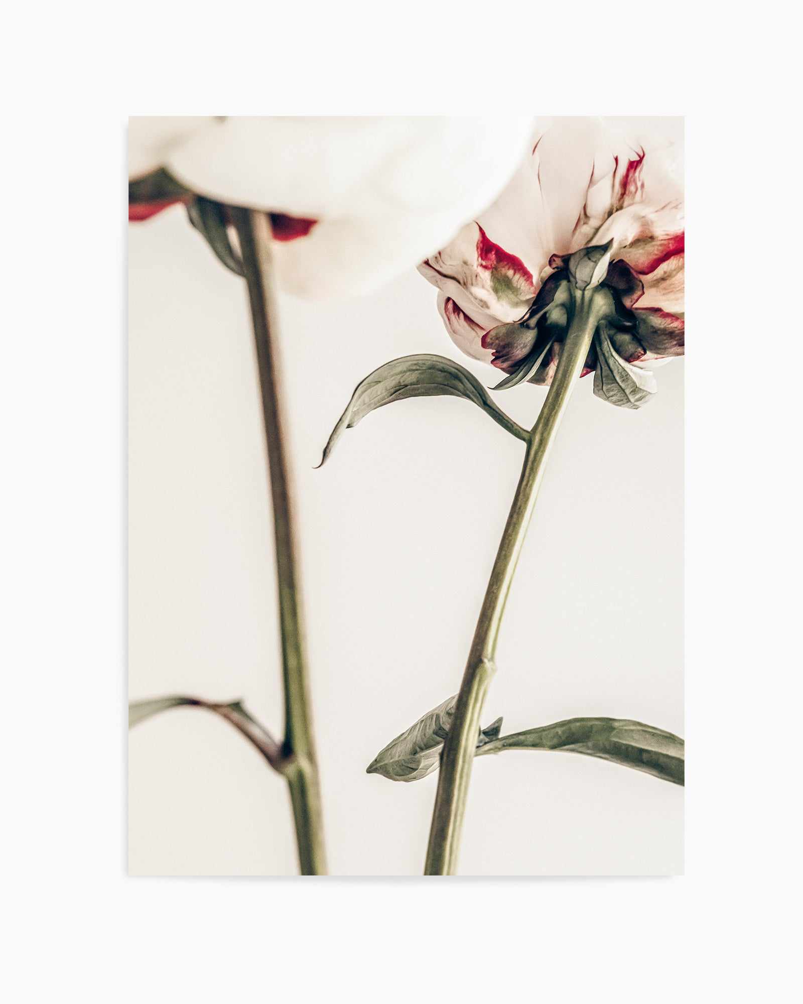 Peony 01 By Studio III | Art Print from Olive et Oriel where you can shop wallpaper and artworks online