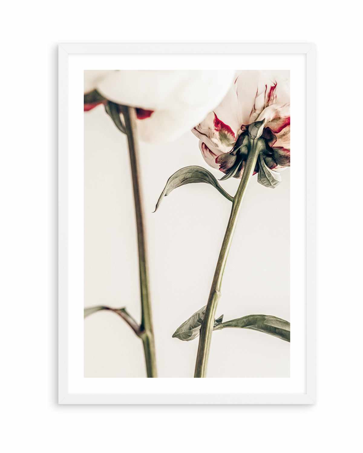 Peony 01 By Studio III | Art Print from Olive et Oriel where you can shop wallpaper and artworks online