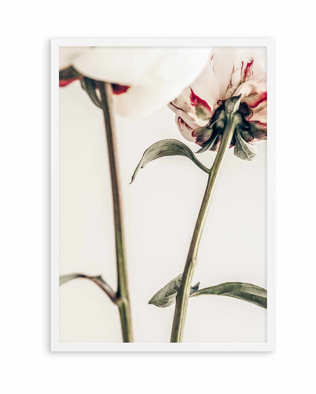 Peony 01 By Studio III | Art Print from Olive et Oriel where you can shop wallpaper and artworks online