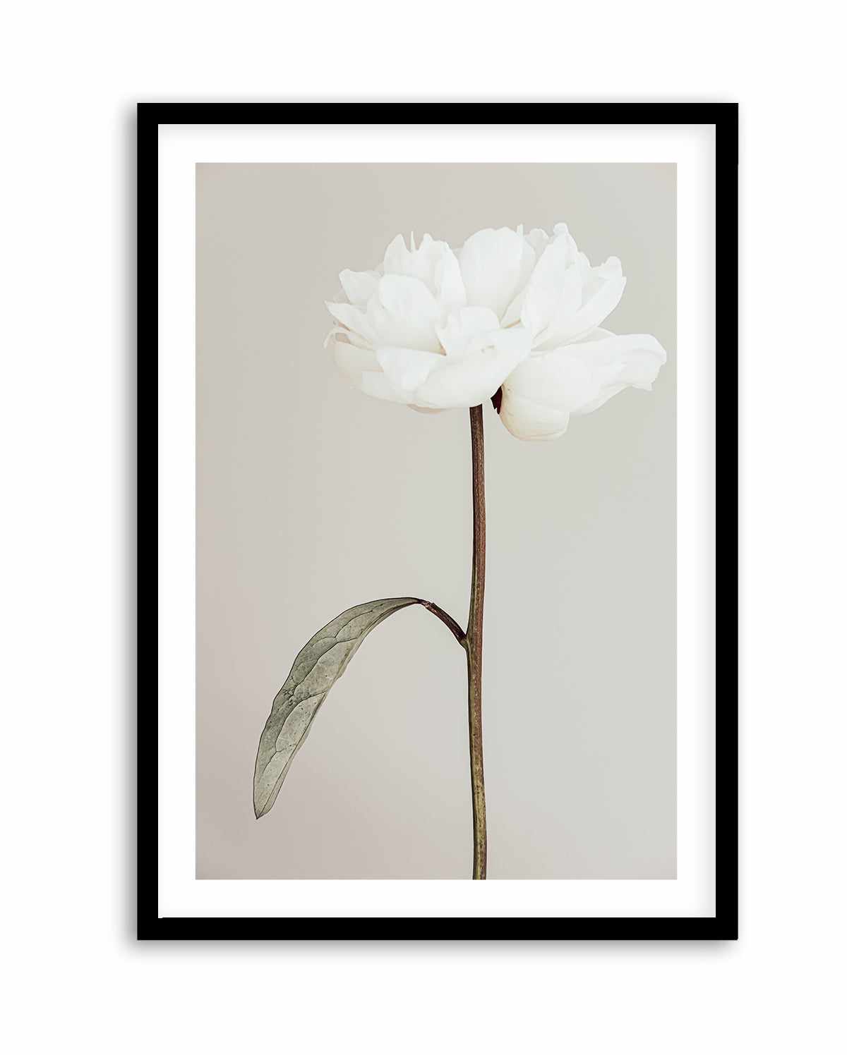 Peony 07 By Studio III | Art Print