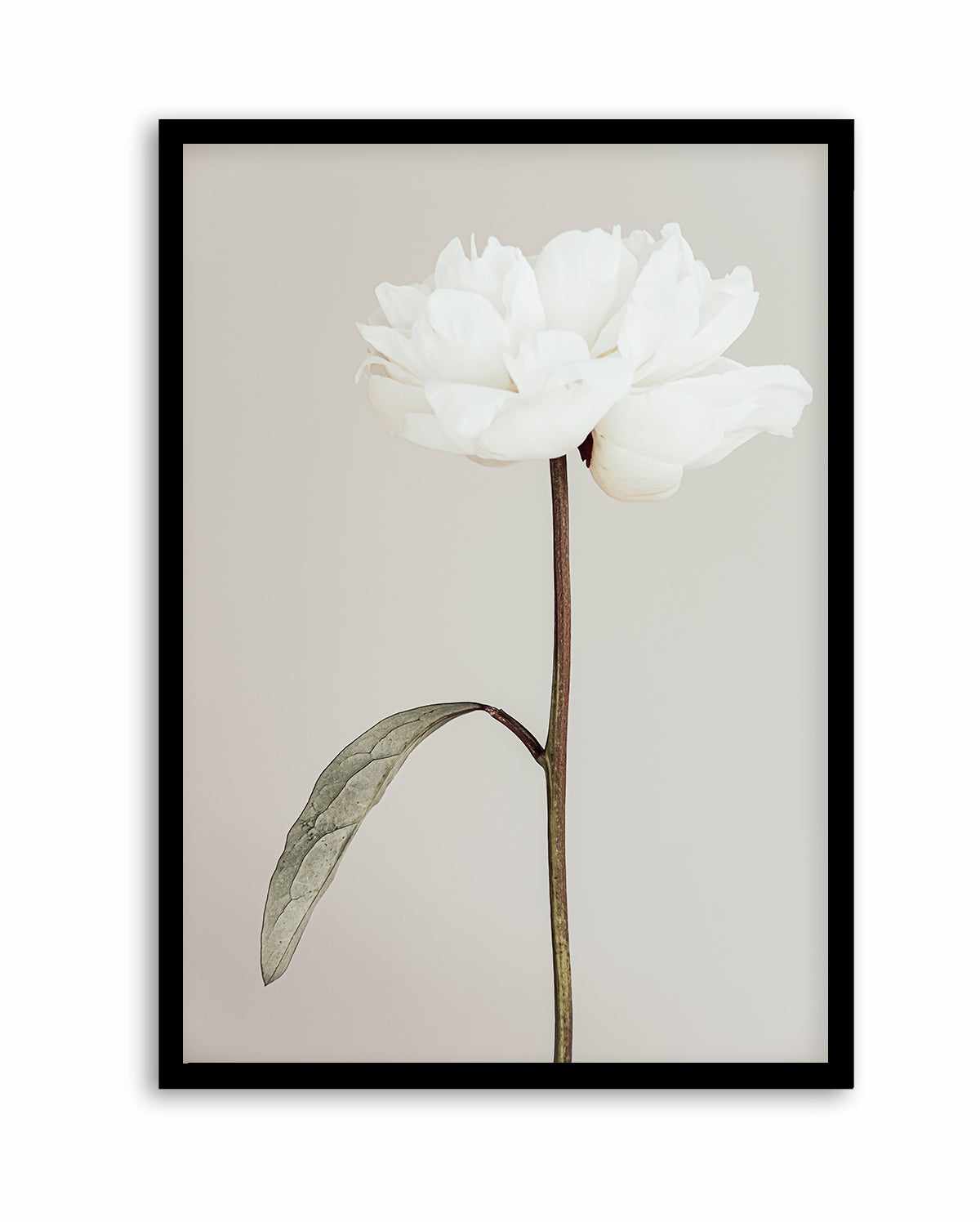 Peony 07 By Studio III | Art Print