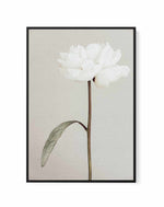 Peony 07 By Studio III | Framed Canvas Art Print