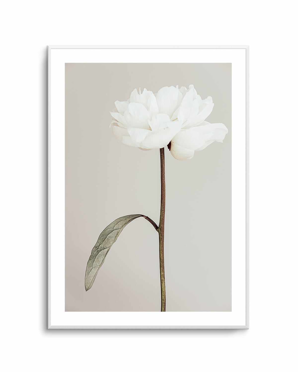 Peony 07 By Studio III | Art Print