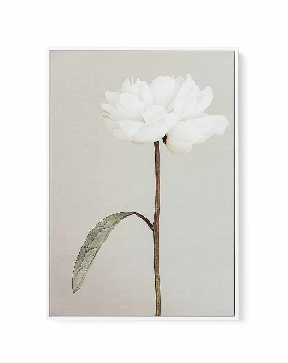 Peony 07 By Studio III | Framed Canvas Art Print