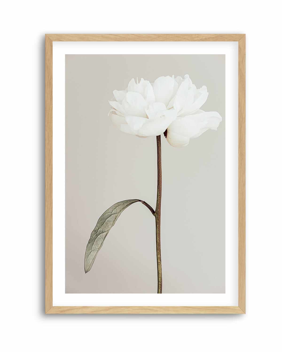 Peony 07 By Studio III | Art Print