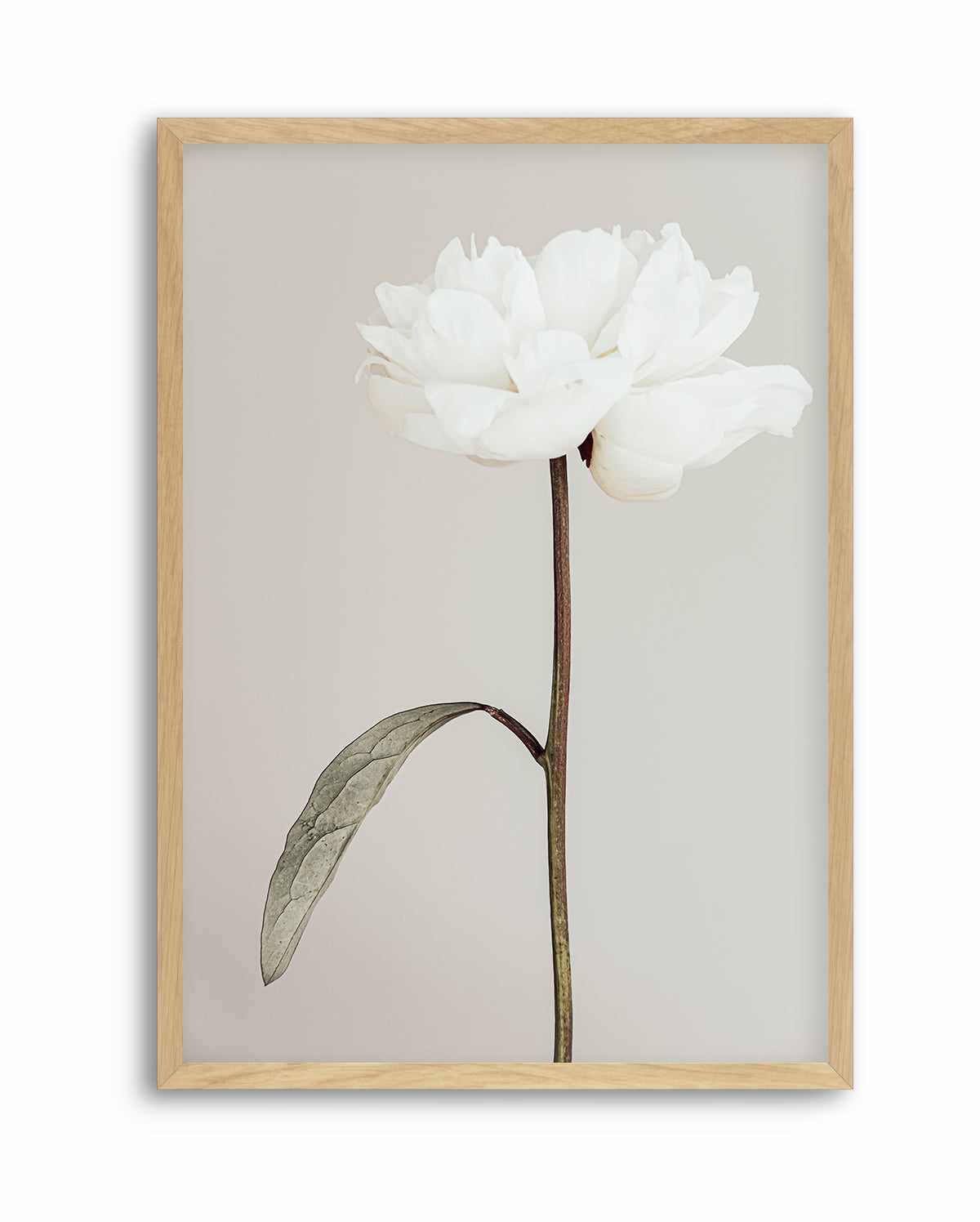 Peony 07 By Studio III | Art Print