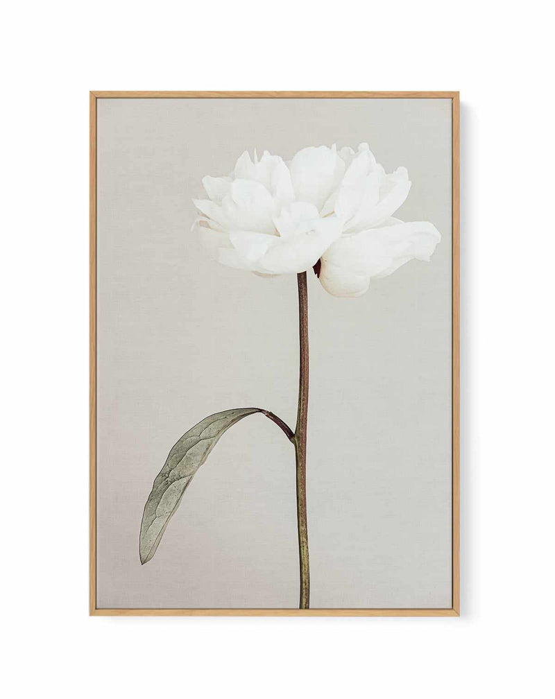 Peony 07 By Studio III | Framed Canvas Art Print