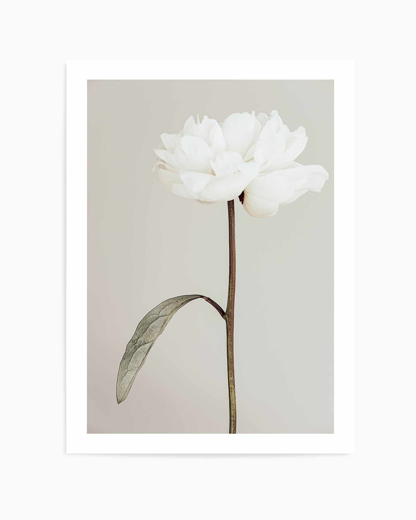 Peony 07 By Studio III | Art Print