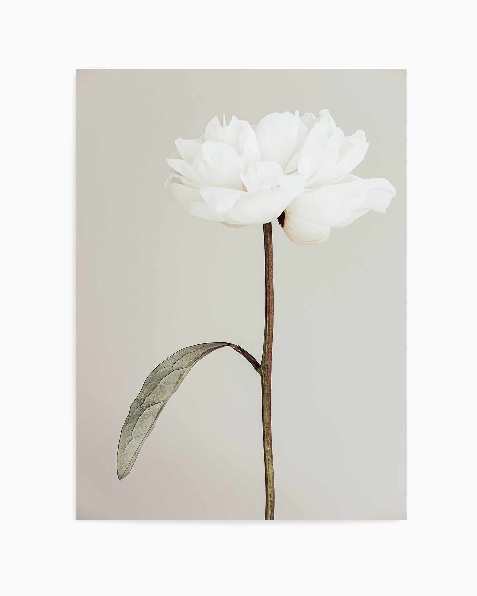 Peony 07 By Studio III | Art Print