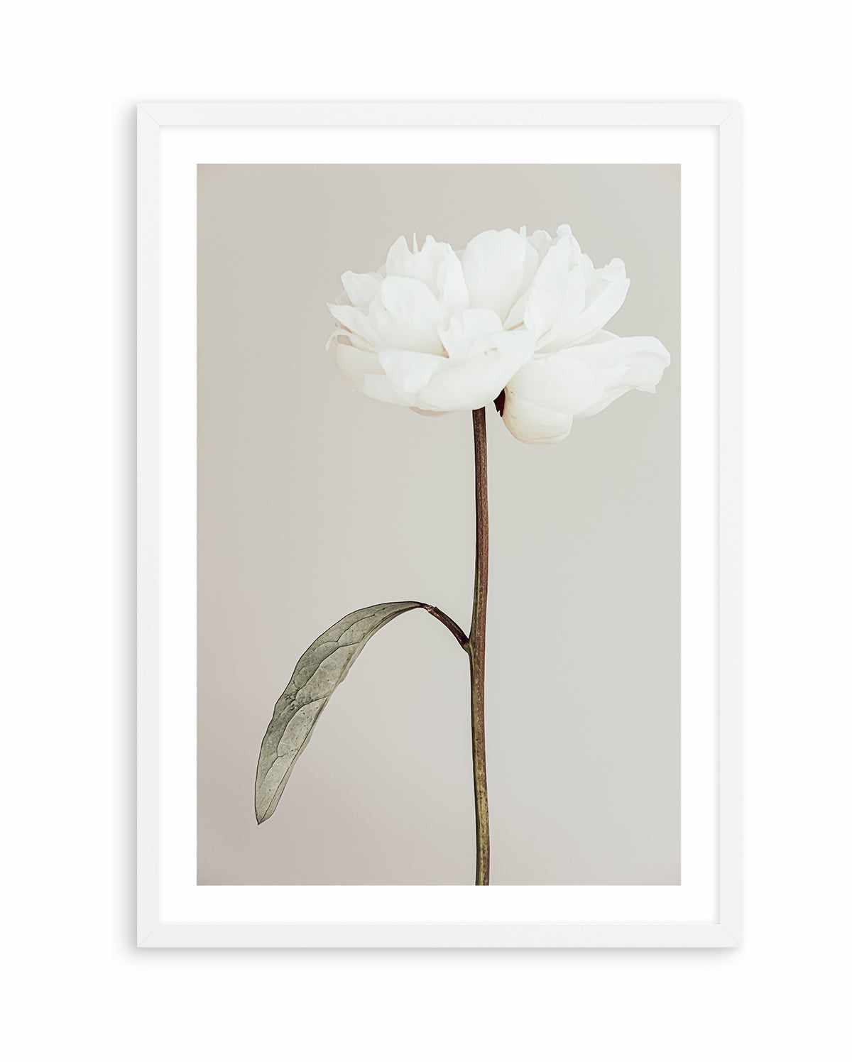 Peony 07 By Studio III | Art Print