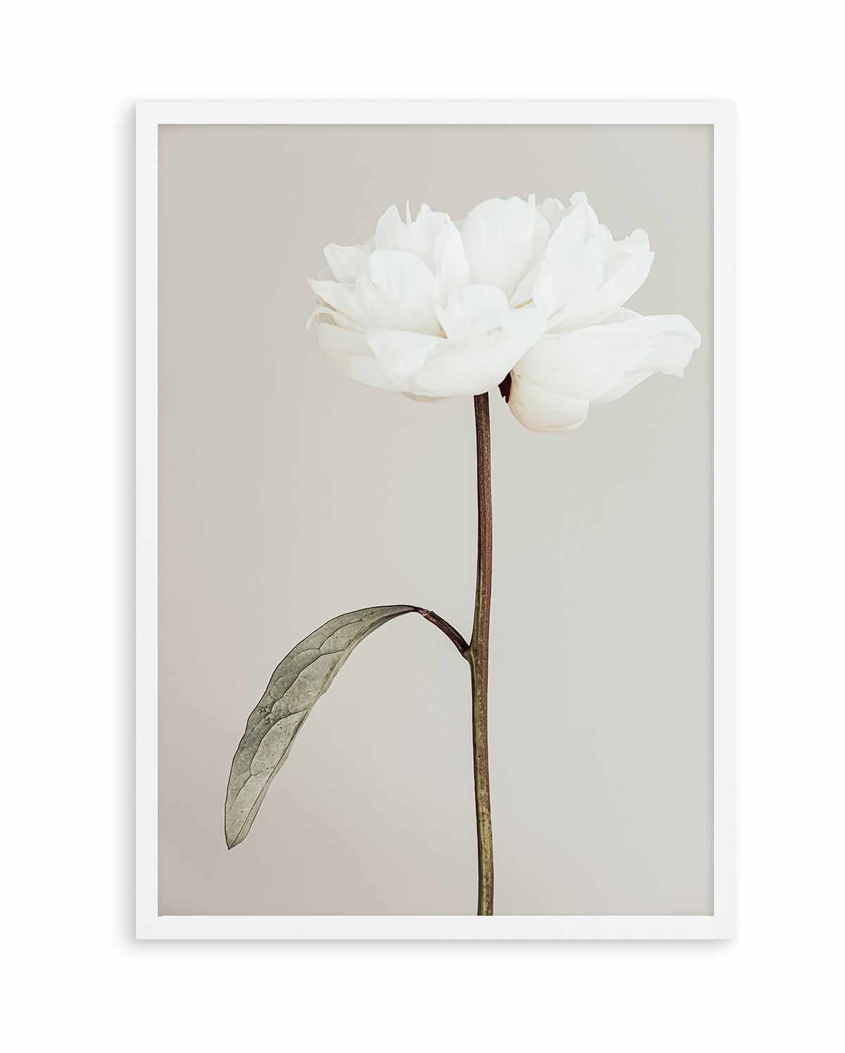 Peony 07 By Studio III | Art Print