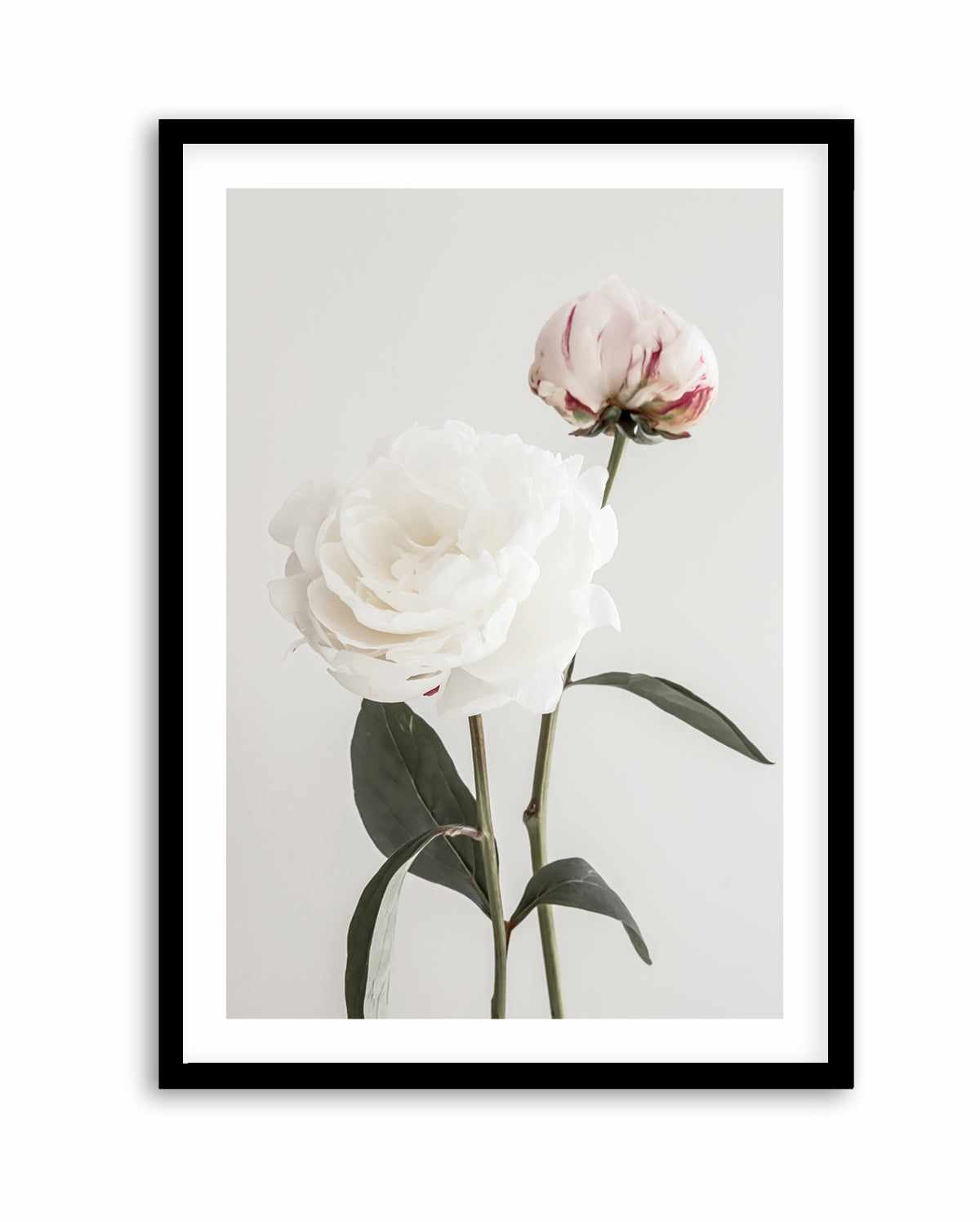 Peony 12 By Studio III | Art Print from Olive et Oriel where you can shop wallpaper and artworks online
