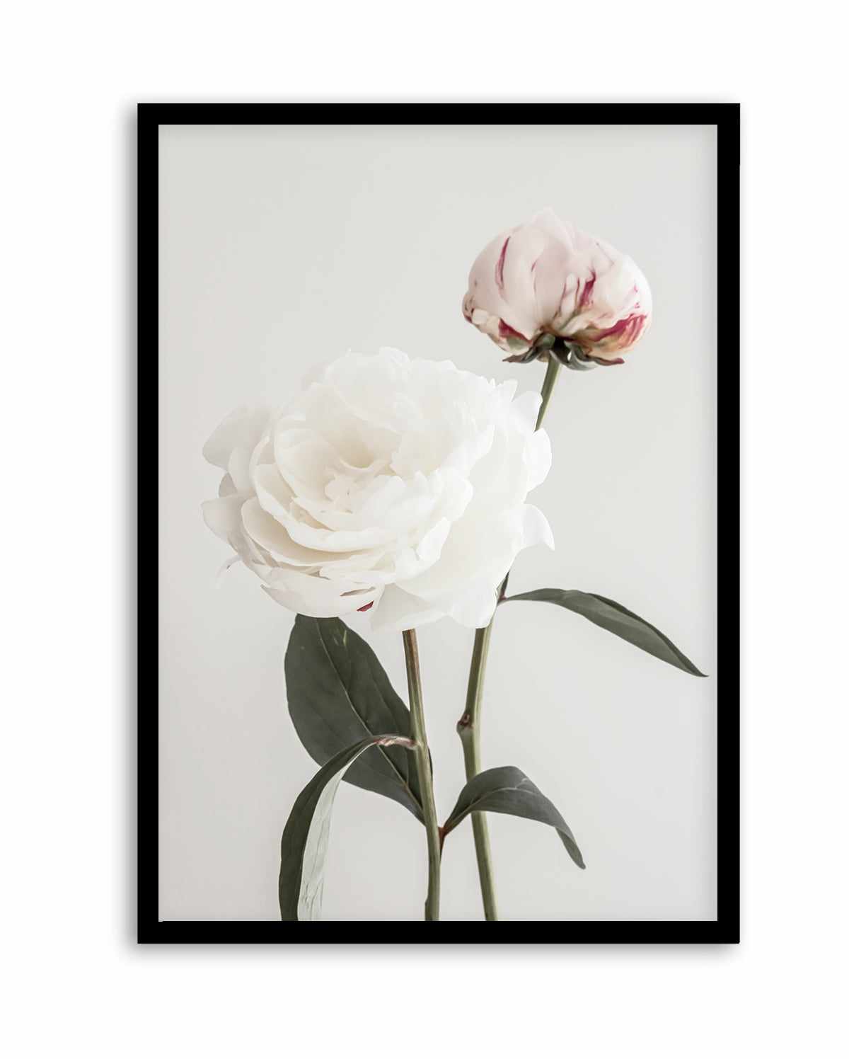 Peony 12 By Studio III | Art Print from Olive et Oriel where you can shop wallpaper and artworks online