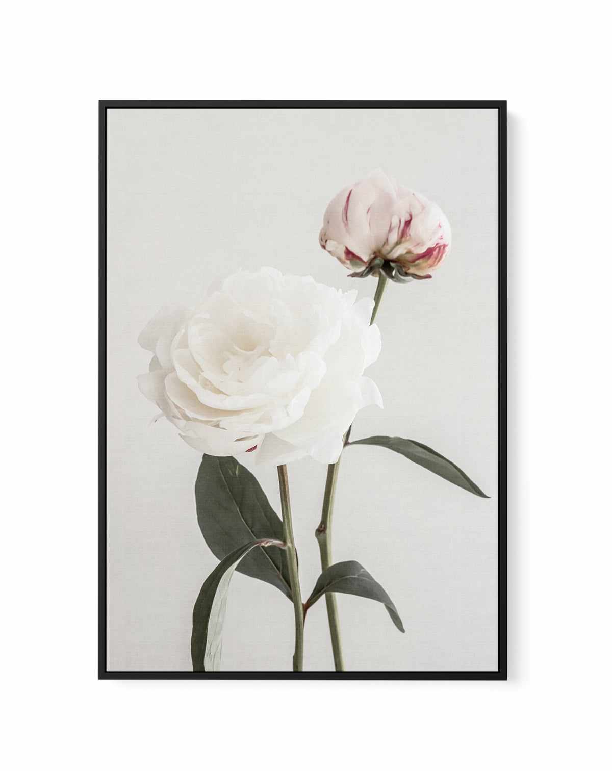 Peony 12 By Studio III | Framed Canvas Art Print