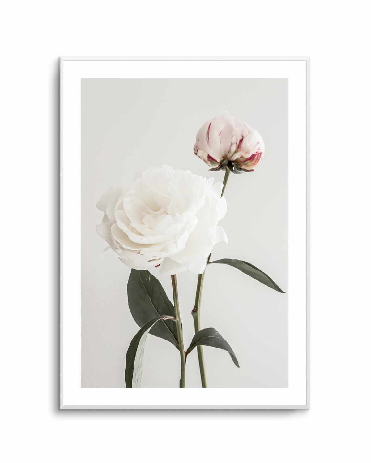 Peony 12 By Studio III | Art Print