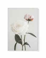 Peony 12 By Studio III | Framed Canvas Art Print