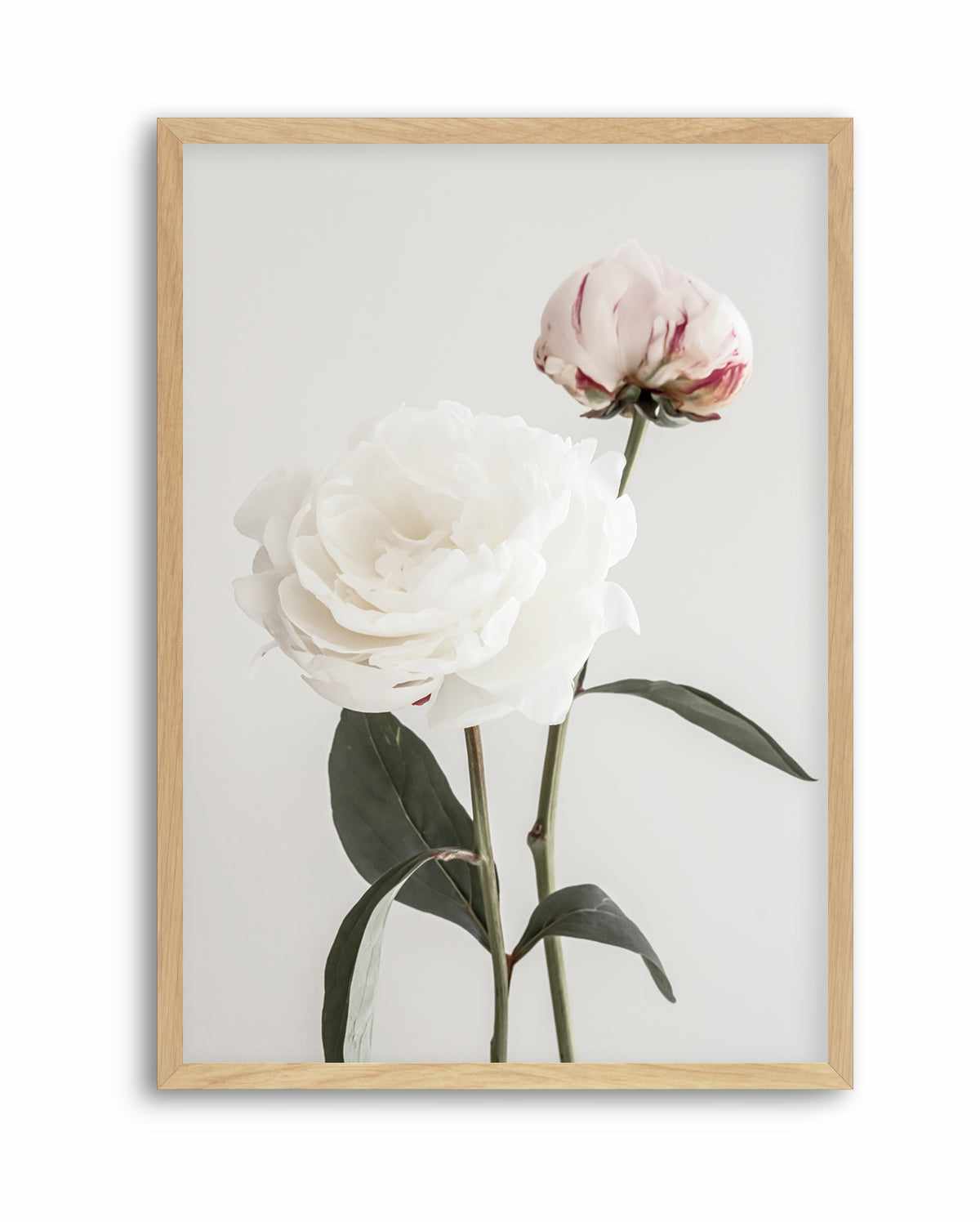 Peony 12 By Studio III | Art Print from Olive et Oriel where you can shop wallpaper and artworks online