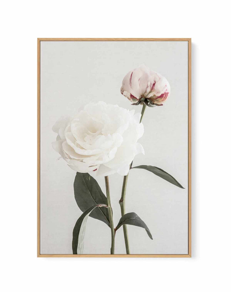 Peony 12 By Studio III | Framed Canvas Art Print