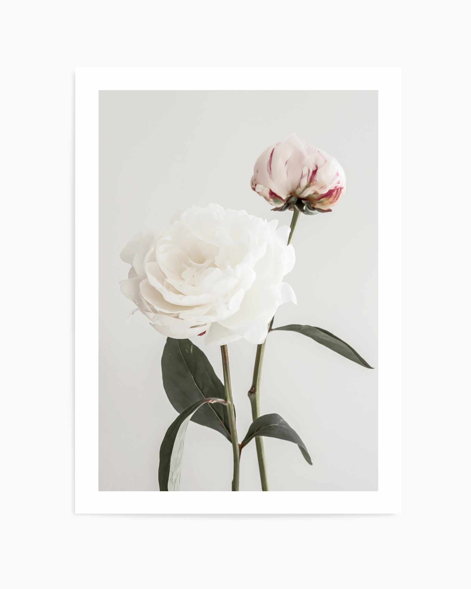 Peony 12 By Studio III | Art Print from Olive et Oriel where you can shop wallpaper and artworks online
