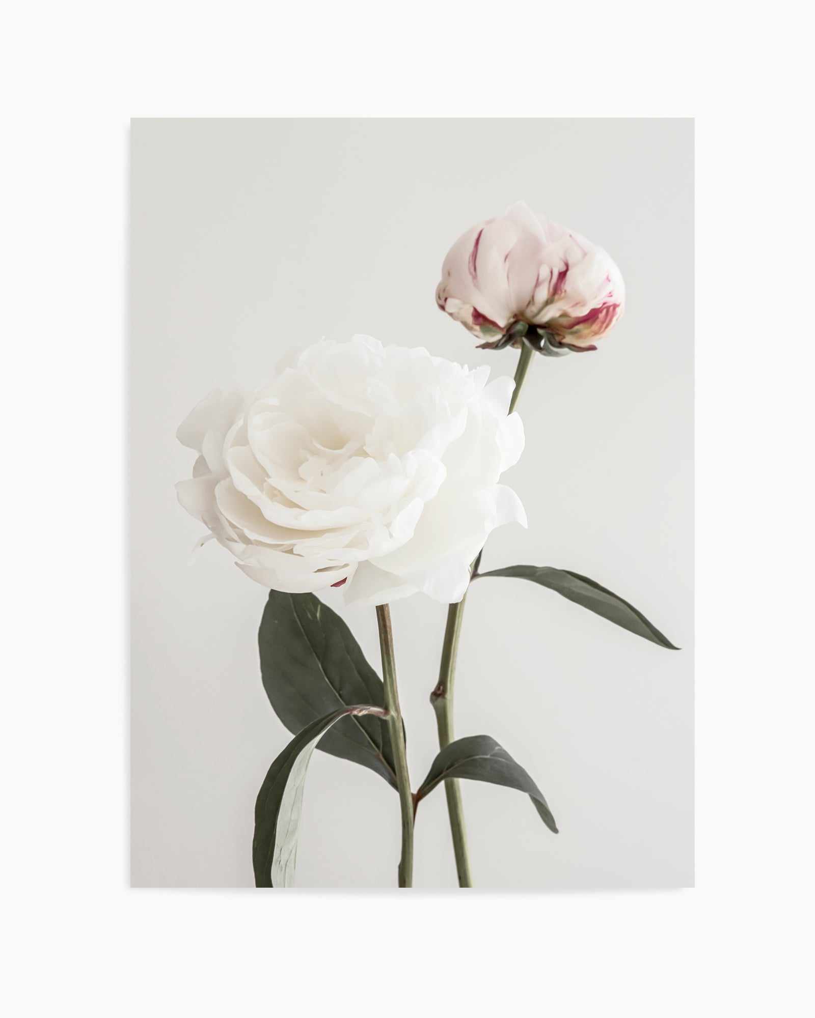 Peony 12 By Studio III | Art Print from Olive et Oriel where you can shop wallpaper and artworks online