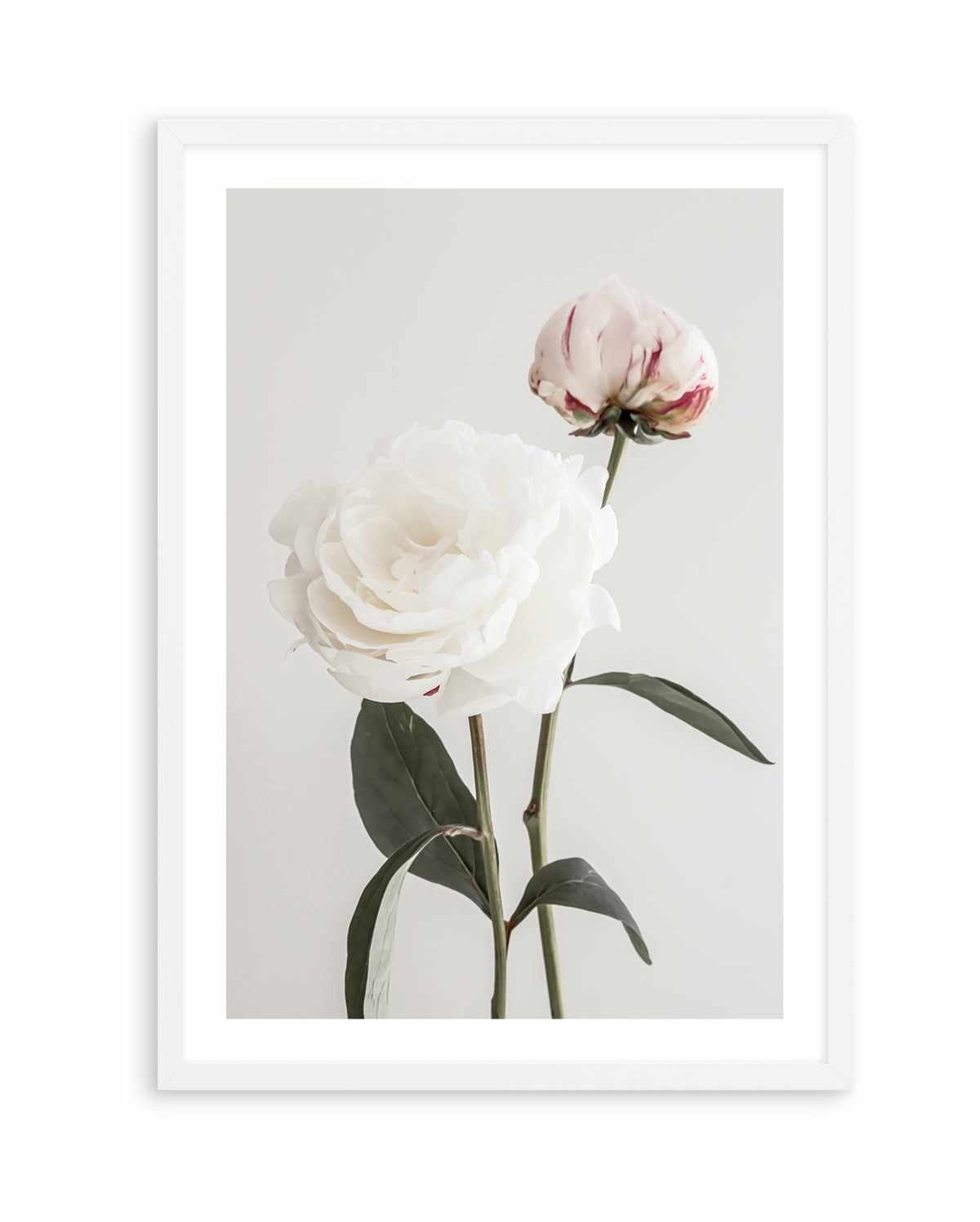 Peony 12 By Studio III | Art Print from Olive et Oriel where you can shop wallpaper and artworks online
