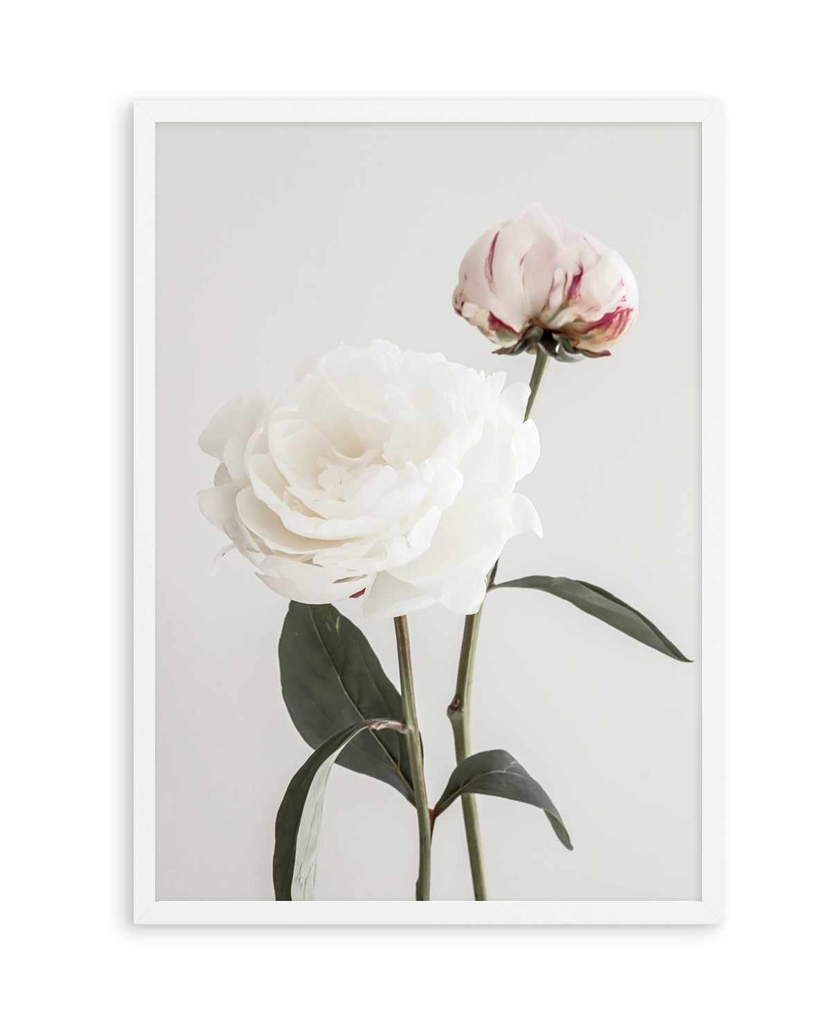 Peony 12 By Studio III | Art Print from Olive et Oriel where you can shop wallpaper and artworks online