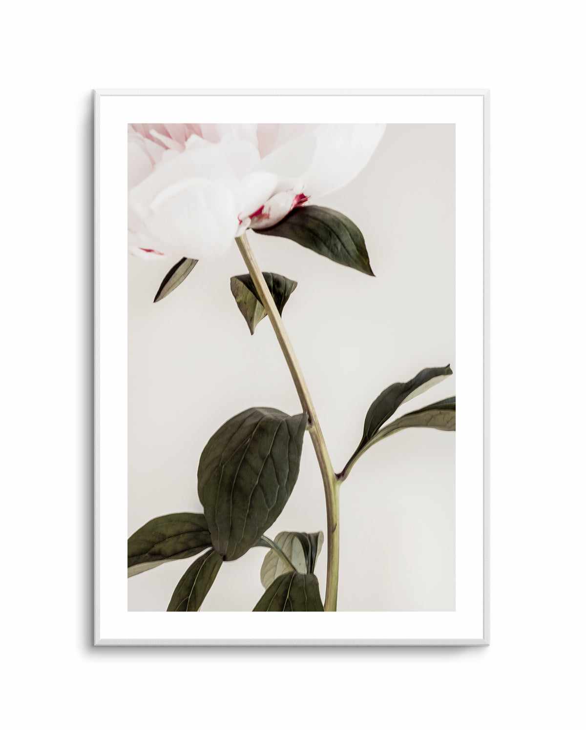 Peony 09 By Studio III | Art Print