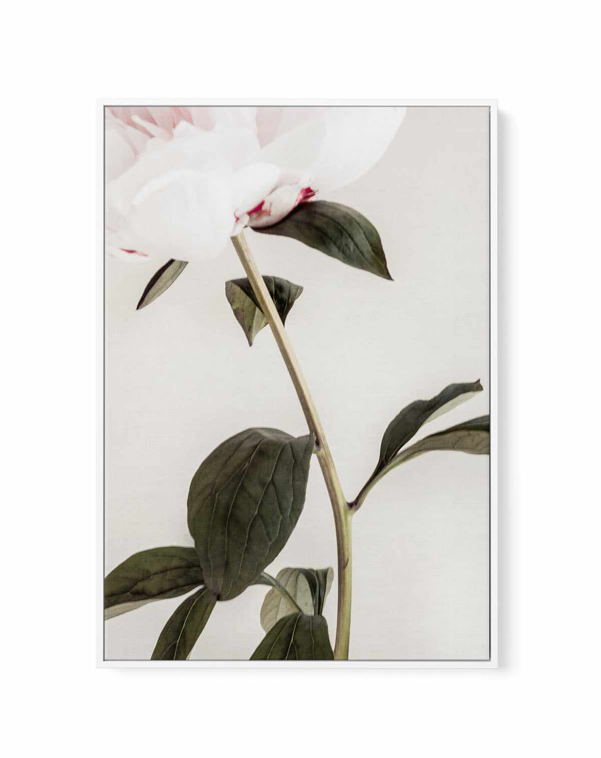 Peony 09 By Studio III | Framed Canvas Art Print