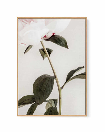 Peony 09 By Studio III | Framed Canvas Art Print from Olive et Oriel where you can shop wallpaper and artworks online
