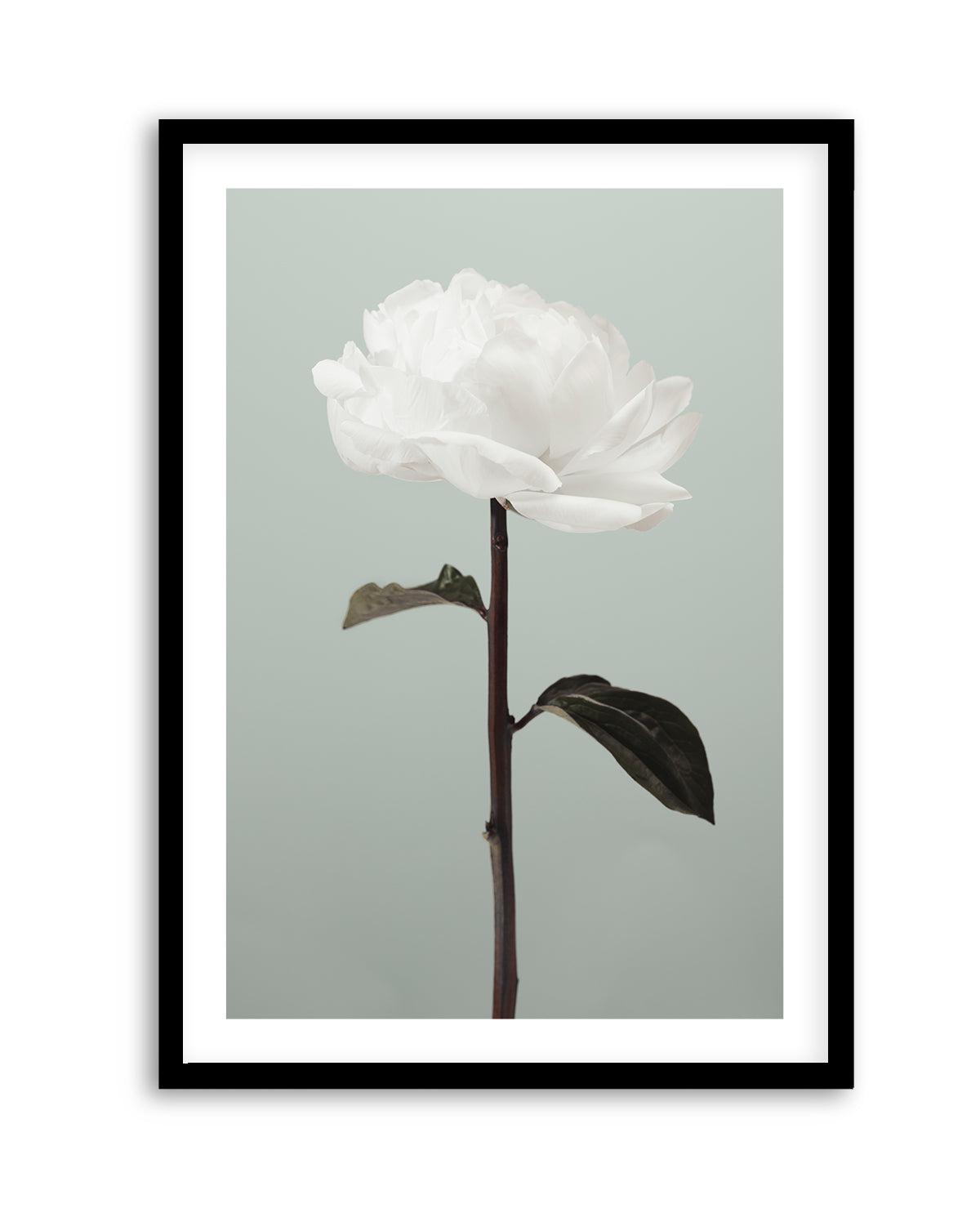 Peony 16 By Studio III | Art Print from Olive et Oriel where you can shop wallpaper and artworks online