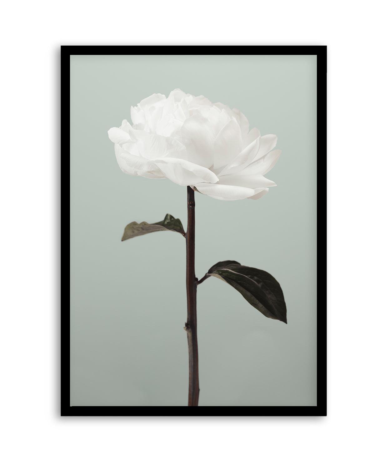 Peony 16 By Studio III | Art Print from Olive et Oriel where you can shop wallpaper and artworks online