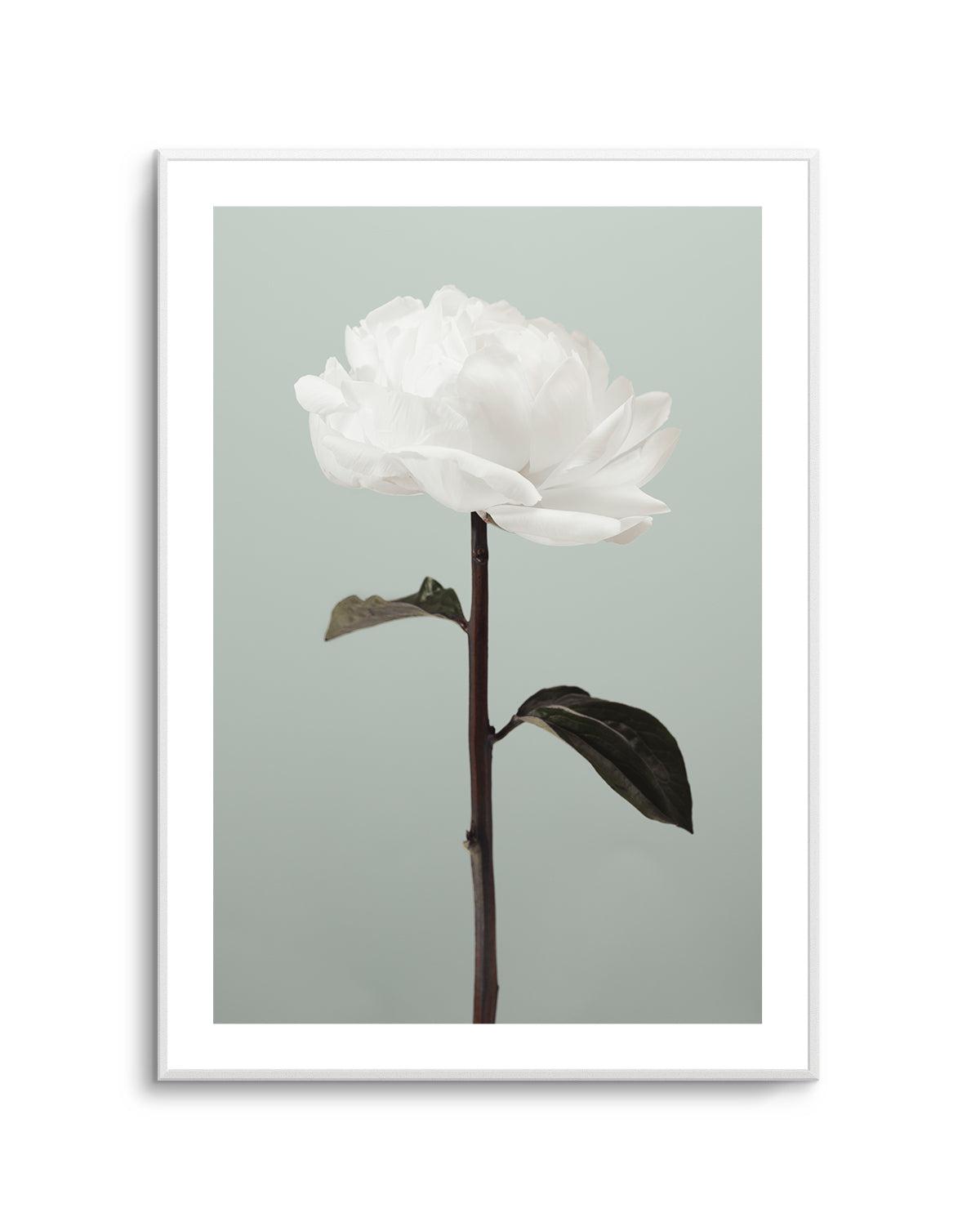 Peony 16 By Studio III | Art Print