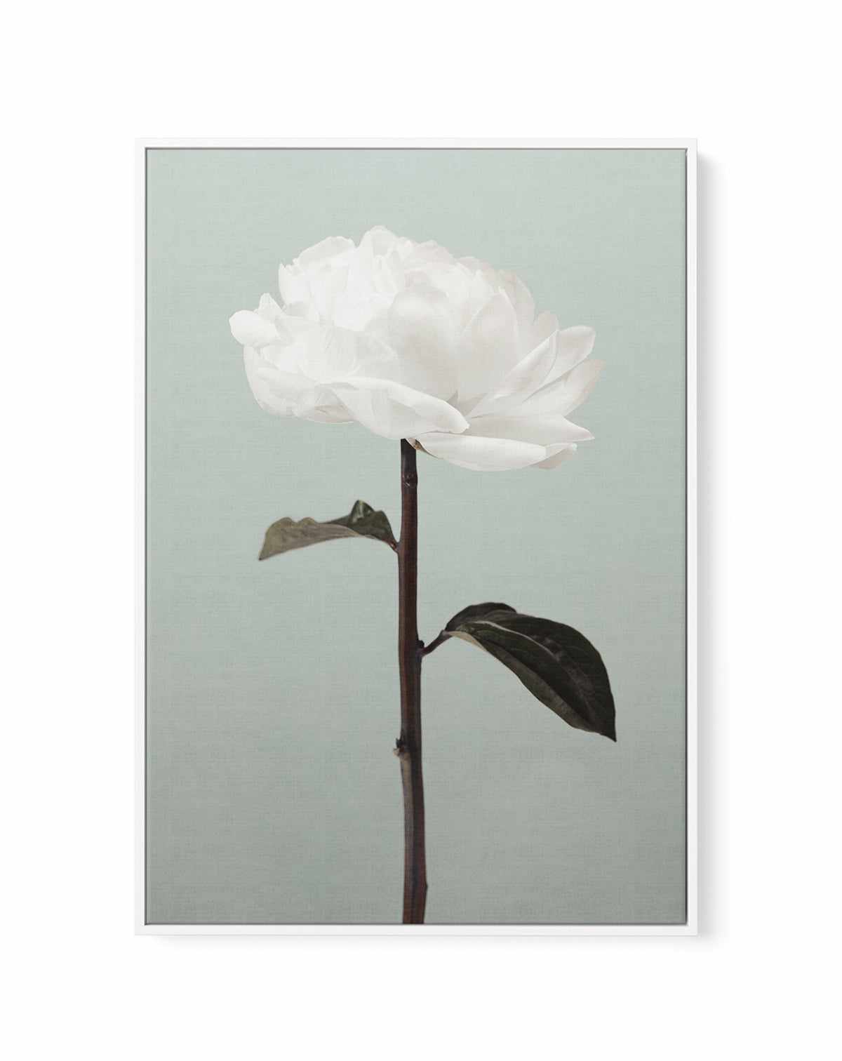 Peony 16 By Studio III | Framed Canvas Art Print